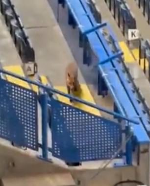 The furry intruder scurried through the empty seats before fans entered the stadium