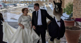 Guy Crashes His Sister’s Wedding With A Llama Just As He Promised 5 Years Ago