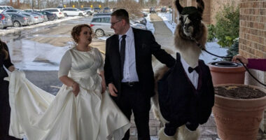 Guy Crashes His Sister&rsquo;s Wedding With A Llama Just As He Promised 5 Years Ago