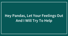 Hey Pandas, Let Your Feelings Out And I Will Try To Help (Closed)