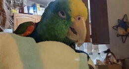 Hey Pandas, Show Us A Picture Of Your Oldest Kritter Kid(S)