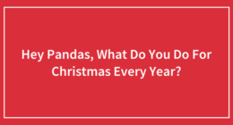 Hey Pandas, What Do You Do For Christmas Every Year? (Closed)