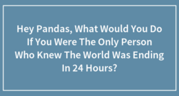 Hey Pandas, What Would You Do If You Were The Only Person Who Knew The World Was Ending In 24 Hours?