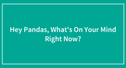 Hey Pandas, What’s On Your Mind Right Now? (Closed)