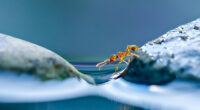 Hidden Macro World Revealed By Japanese Photographer Miki Asai
