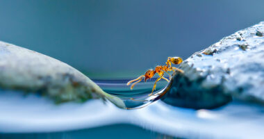 Hidden Macro World Revealed By Japanese Photographer Miki Asai