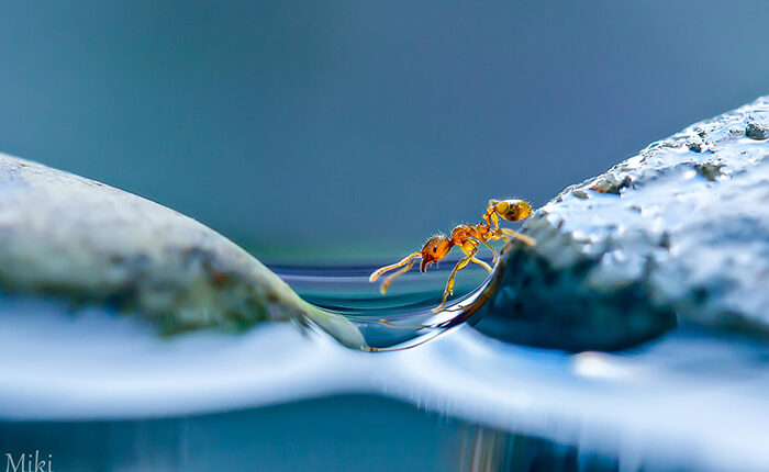Hidden Macro World Revealed By Japanese Photographer Miki Asai