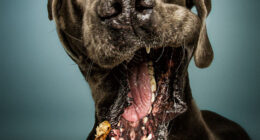 Hilarious Expressions Of Dogs Trying To Catch Treats In Mid-Air