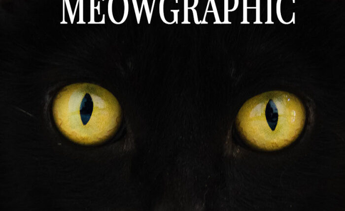 I Created Faux Magazine Covers To Boost Black Cat Adoption