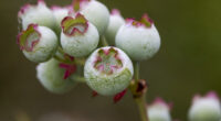 I Photographed The Life Cycle Of Blueberries, And I Couldn’t Have Imagined It Being So Beautiful