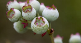 I Photographed The Life Cycle Of Blueberries, And I Couldn’t Have Imagined It Being So Beautiful