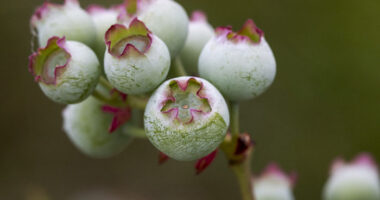 I Photographed The Life Cycle Of Blueberries, And I Couldn’t Have Imagined It Being So Beautiful