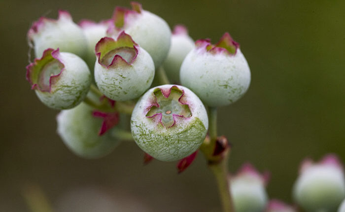 I Photographed The Life Cycle Of Blueberries, And I Couldn’t Have Imagined It Being So Beautiful