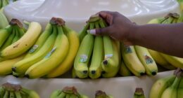 Illegal Aliens Milk SNAP For Taxpayer-Funded Free Food