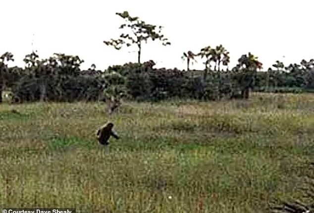 Shealy first photographed the elusive creature in the 90s