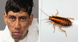 “Kafka, Is That You?”: Man, 25, Accused Of Taking Two Lives Claims A Cockroach Ordered Him To Do So