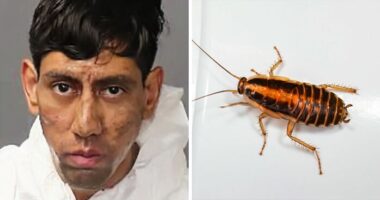 “Kafka, Is That You?”: Man, 25, Accused Of Taking Two Lives Claims A Cockroach Ordered Him To Do So