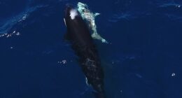 Orcas have been killing young great white sharks by flipping them upside-down. Pictured, an orca swims next to a shark with a visible wound