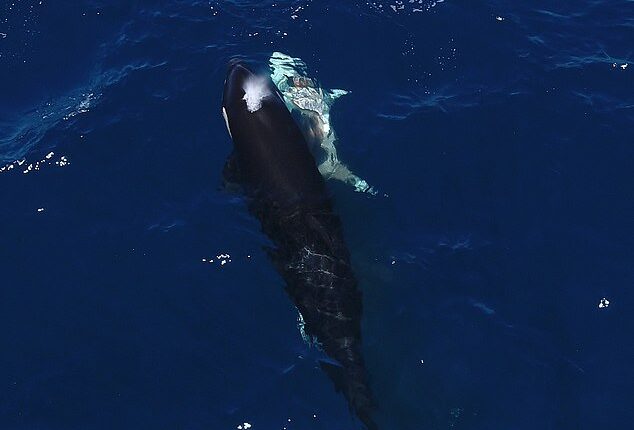 Orcas have been killing young great white sharks by flipping them upside-down. Pictured, an orca swims next to a shark with a visible wound