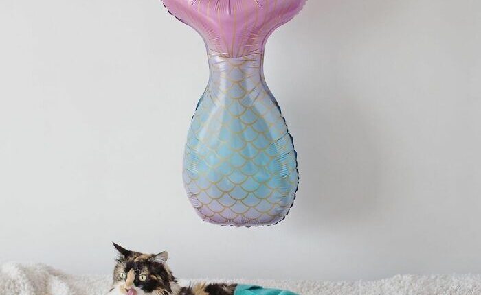 Meet Sally, The Mermaid Cat Who Is Paralyzed From The Waist Down And Shows How Incredible The Bond With A Special Needs Pet Can Be
