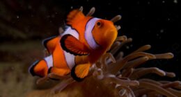 My 17 Pictures Of Nemo In Real Life