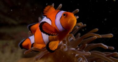 My 17 Pictures Of Nemo In Real Life