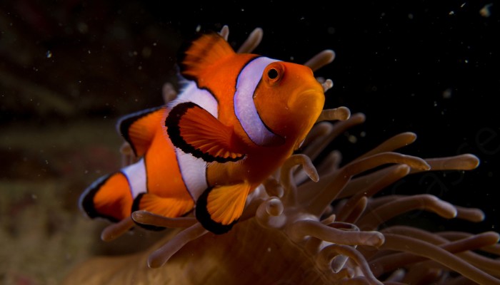 My 17 Pictures Of Nemo In Real Life