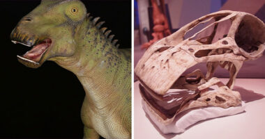 Nigersaurus Dinosaur Stuns Scientists With A Jaw That Contains 500 Teeth