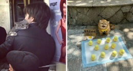 “No Context Cats”: 143 Images That Require No Backstory To Be Amazing