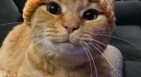 “One Orange Braincell”: 50 Times Orange Cats Acted So Dorky, Their Pics Ended Up On This Online Group