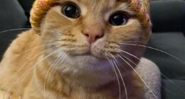 “One Orange Braincell”: 50 Times Orange Cats Acted So Dorky, Their Pics Ended Up On This Online Group