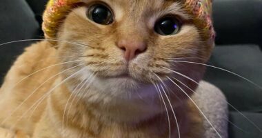 &ldquo;One Orange Braincell&rdquo;: 50 Times Orange Cats Acted So Dorky, Their Pics Ended Up On This Online Group