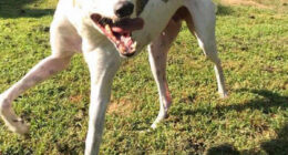 Person Tries Drawing His Dog, Accidentally Starts Creating Masterpieces