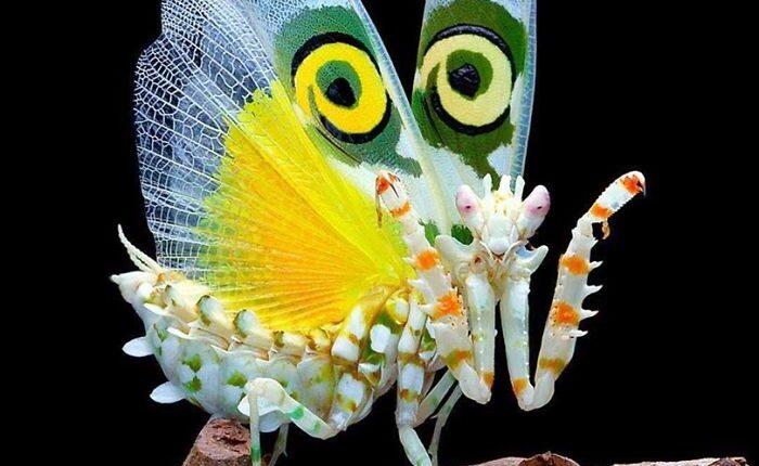 Photographer Captures Amusing Pics Of Stunning Mantises, And Here Are 30 Of The Best Ones