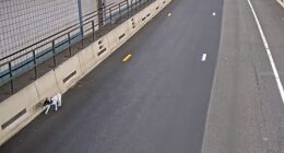 A black and white dog ran rogue during rush hour last week in one of Boston's busiest tunnels