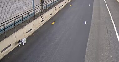 A black and white dog ran rogue during rush hour last week in one of Boston's busiest tunnels