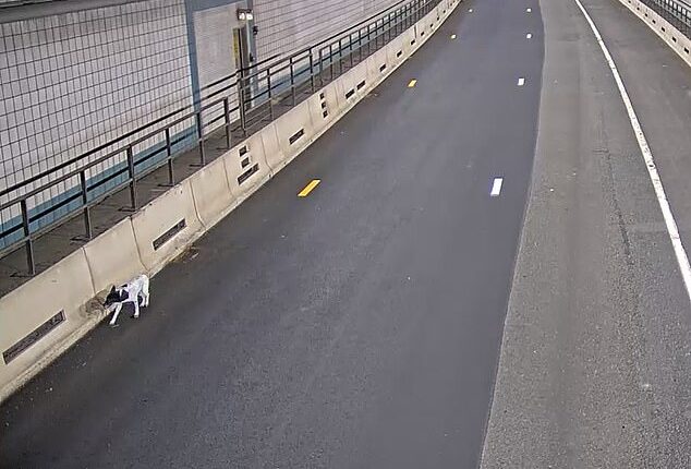 A black and white dog ran rogue during rush hour last week in one of Boston's busiest tunnels