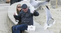 From maintaining eye contact to wearing stripy clothes , experts have already come up with all manner of tips to keep the pesky birds away. But a new study suggests the secret to getting rid of seagulls once and for all is much simpler – just shout at them. Pictured: Seagulls attacking a couple trying to enjoy their fish and chips on the esplanade at Lyme Regis