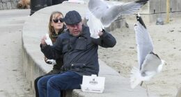 From maintaining eye contact to wearing stripy clothes , experts have already come up with all manner of tips to keep the pesky birds away. But a new study suggests the secret to getting rid of seagulls once and for all is much simpler – just shout at them. Pictured: Seagulls attacking a couple trying to enjoy their fish and chips on the esplanade at Lyme Regis