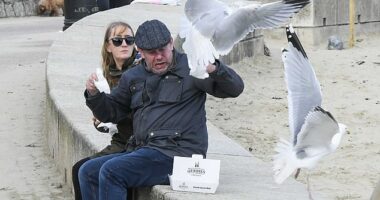 From maintaining eye contact to wearing stripy clothes , experts have already come up with all manner of tips to keep the pesky birds away. But a new study suggests the secret to getting rid of seagulls once and for all is much simpler – just shout at them. Pictured: Seagulls attacking a couple trying to enjoy their fish and chips on the esplanade at Lyme Regis