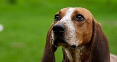 TV Data Guy Has Trends, Cracks Doggone Funny Joke on Popular Vote on Thanksgiving National Dog Show – RedState