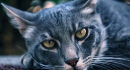 The Diversity Of Stray Cats Living On The Streets In Limassol, Cyprus That I Captured (22 Pics)