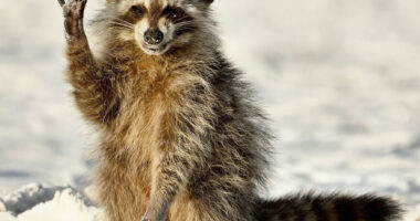 The Much-Anticipated Comedy Wildlife Photography Contest 2022 Has Finally Announced Its Winners (16 Pics)