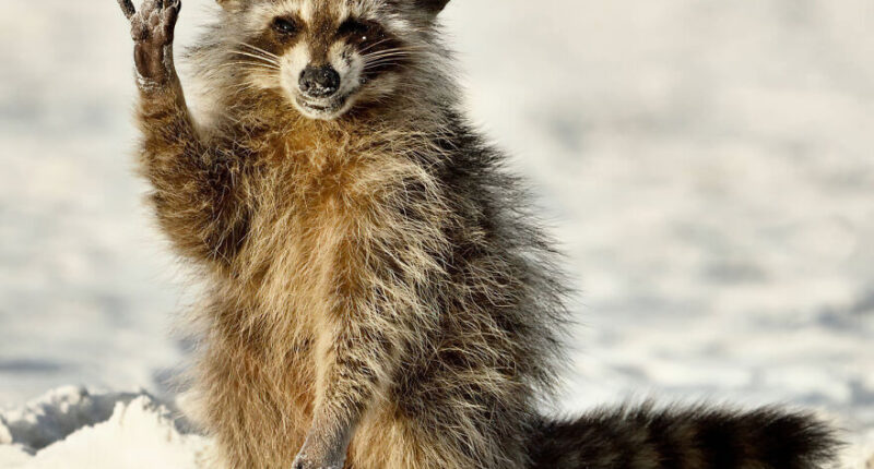 The Much-Anticipated Comedy Wildlife Photography Contest 2022 Has Finally Announced Its Winners (16 Pics)