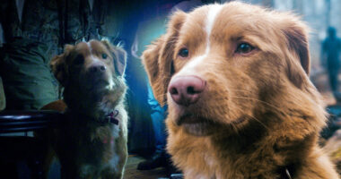 The Real-Life Pet from the Horror Movie Good Boy