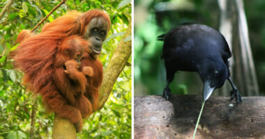 These Are Some Of The Smartest Animals Ever Studied, According To Science