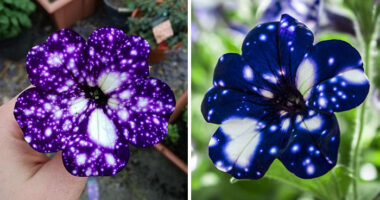These “Galaxy” Flowers Hold Entire Universes On Their Petals