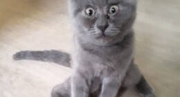 This Unique-Looking Cat Almost Didn’t Survive, But Was Taken Care Of By Owners And Adoptive Father Cat