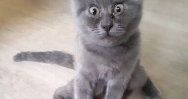 This Unique-Looking Cat Almost Didn’t Survive, But Was Taken Care Of By Owners And Adoptive Father Cat