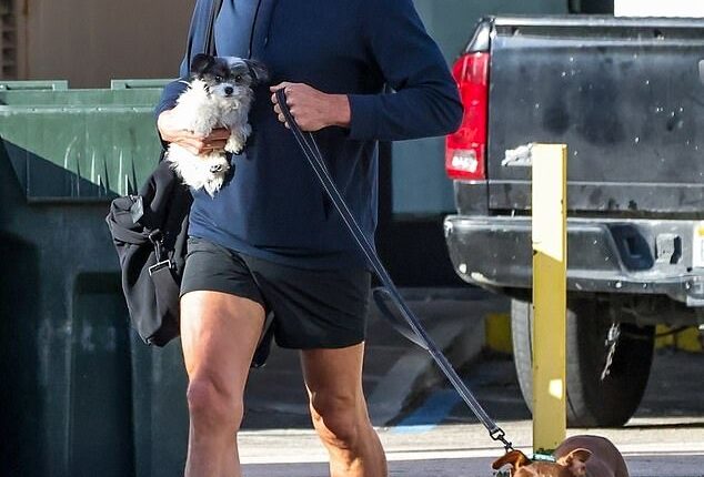 Tom Brady is seen with his two dogs, including his new pooch, Junie (right), which is a clone